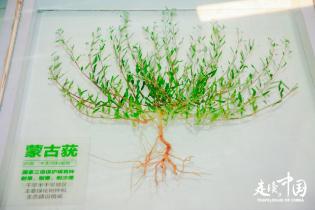 “走读中国” 内蒙古行：触摸高质量发展的强劲脉搏(图17)