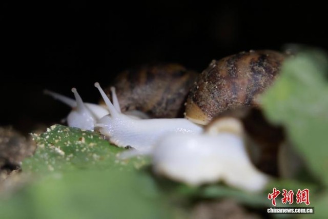 浙北小蜗牛“爬”出共富链撬动西餐市场(图1)