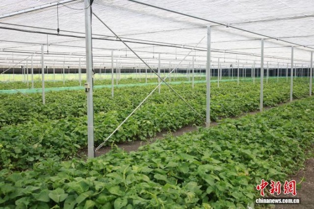 浙北小蜗牛“爬”出共富链撬动西餐市场(图2)