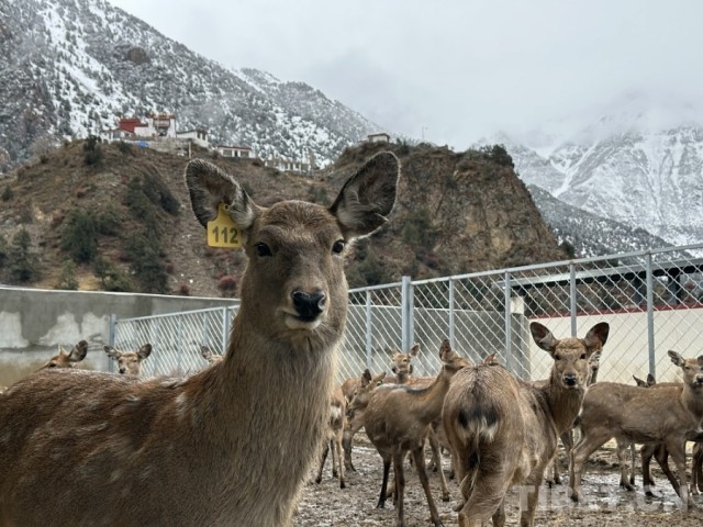 娘蒲乡样本:一只梅花鹿“驮”起的乡村振兴链(图1)