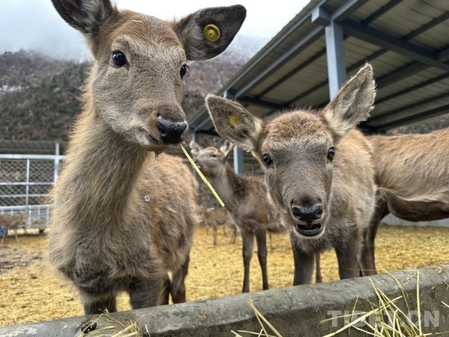 娘蒲乡样本:一只梅花鹿“驮”起的乡村振兴链(图2)