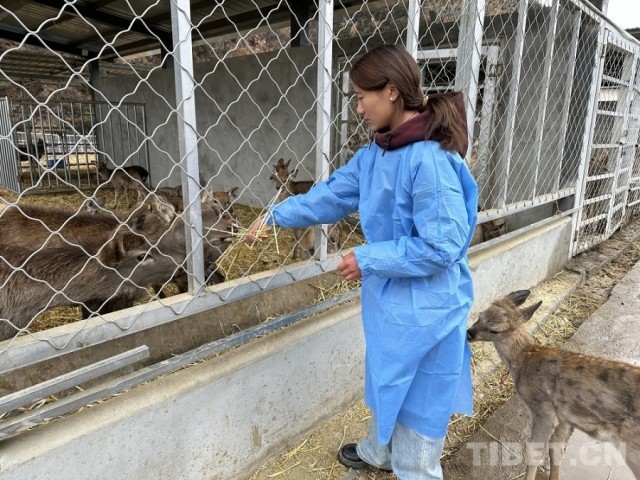 娘蒲乡样本:一只梅花鹿“驮”起的乡村振兴链(图4)