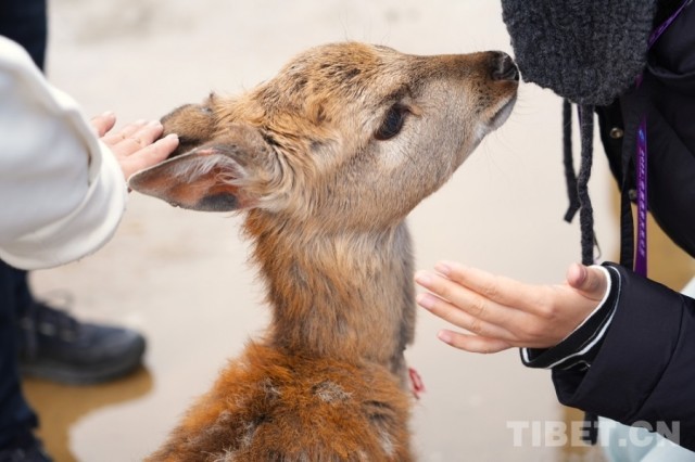 娘蒲乡样本:一只梅花鹿“驮”起的乡村振兴链(图5)
