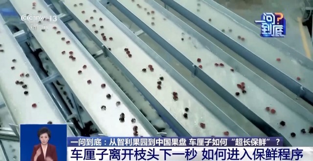 从智利果园到中国果盘详细揭秘车厘子如何“超长保鲜”(图7)