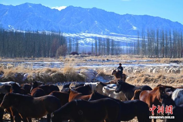 熊猫体育:肃北马背上的新牧人:青春接力从草原到文旅融合(图2)