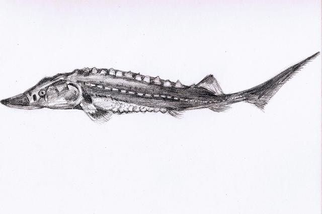 �л��������Ͽ죬����˶���������峤�ɴ�4�ף����ؿɴ�680ǧ�ˣ�������ɴ�40������ �Ϻ������ѧѧ���ֻ�