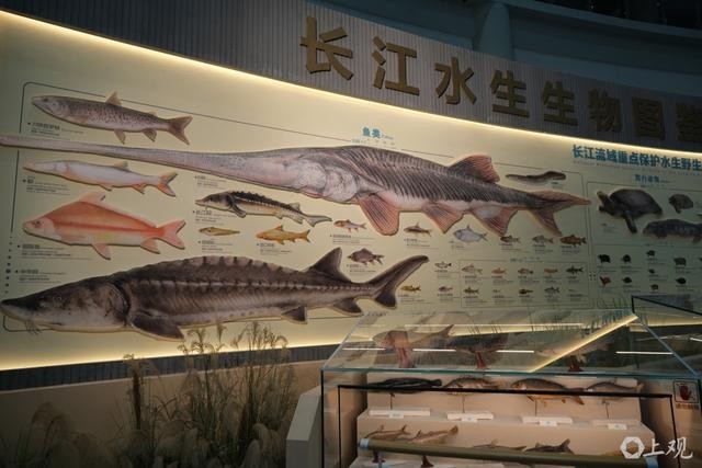 ����ˮ������ͼ�� ۬�� ��