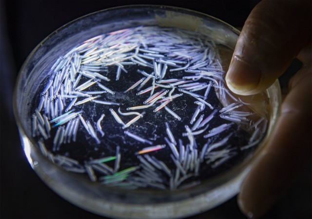 孵化的胭脂鱼苗。冉孟军摄