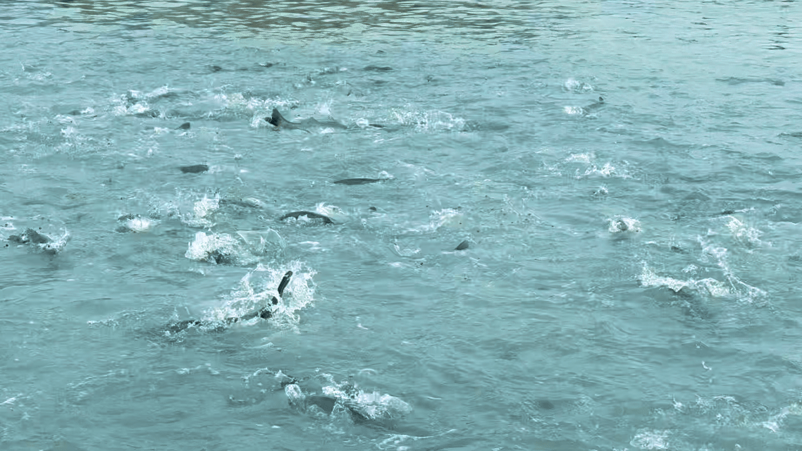 耕海牧渔白基湾:一条大黄鱼的竞速之旅