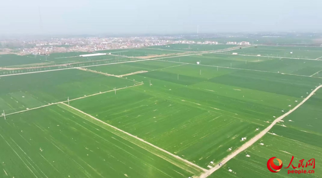 中原沃野,麦苗起身拔节,生机勃发。人民网记者 尚明桢摄