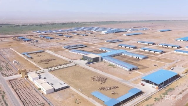 戈壁驼铃响新疆柯坪以路兴产让“沙漠之舟”变“富民之舟”(图1)