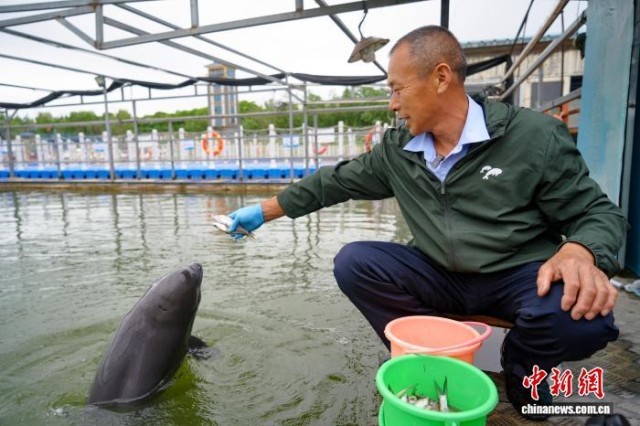 湖北石首:从“化工围江”到“江豚逐浪”绘就生态宜居新画卷(图2)