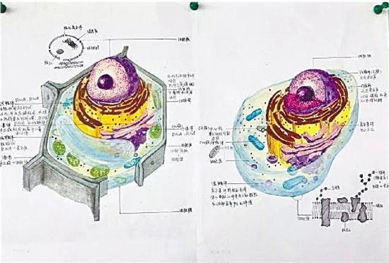 有位同学还在作品右下角画了一幅细胞膜结构图,细心程度也是没谁了.