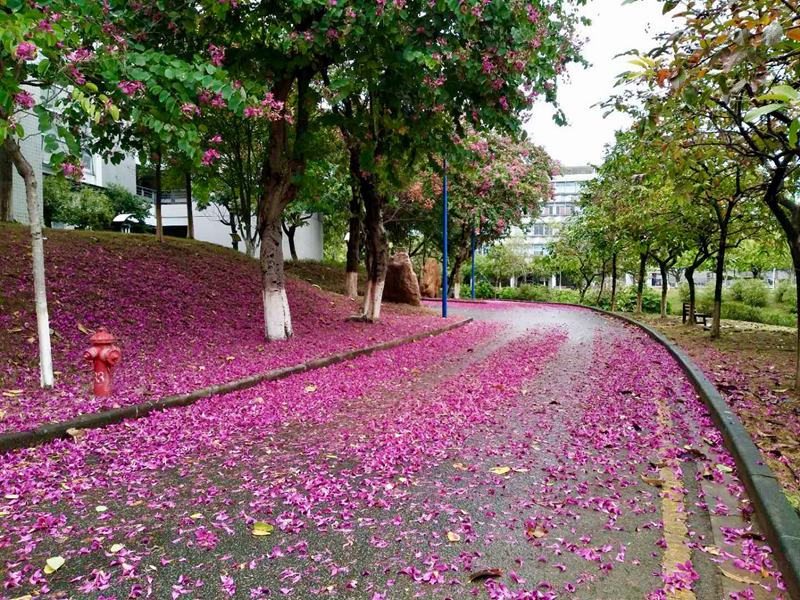 不羡北方飘雪,这所南方大学邂逅了一场花雨