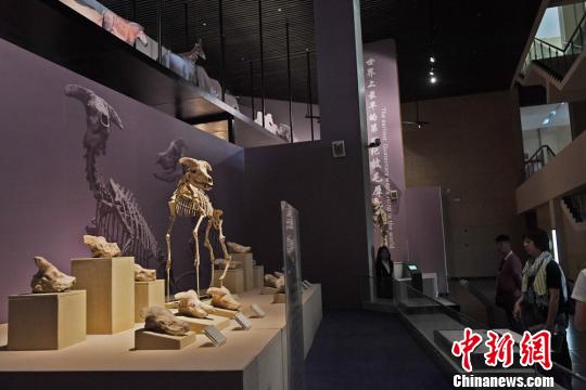 中外旅行商考察甘肃和政古生物化石博物馆(图
