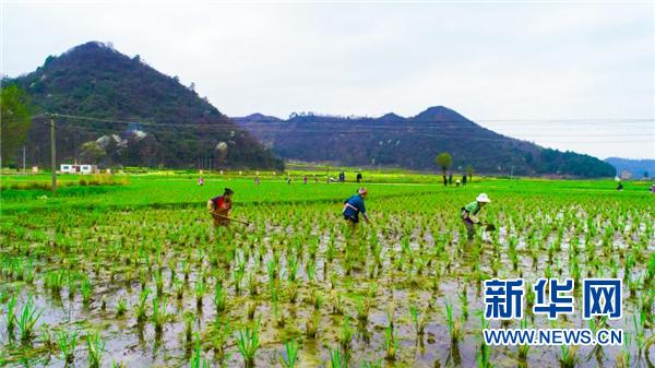 贵州省黔南布依族苗族自治州长顺县核子村村民在茭白地里松土(3月5