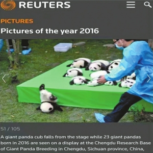 熊猫宝宝摔了一下 摔成了“世界最佳照片”