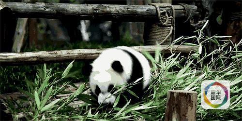 大熊猫和小熊猫都吃竹子 为啥只有一个成了国宝