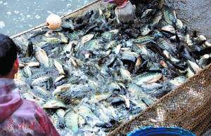 湖鱼缺氧死鱼影响景观 全捞起 华工师生免费吃