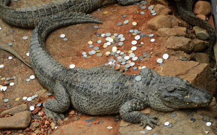 上海动物园鳄鱼池成许愿池 扫除小半桶硬币