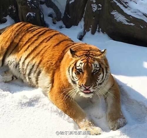 东北虎胖成气球网友我可能看到的是假老虎
