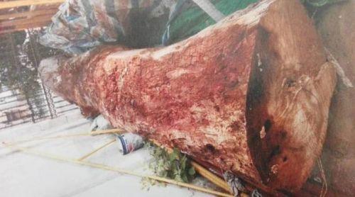 ��ľͷ����168��