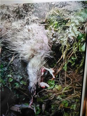 四川野生大熊猫下山 啃食了村民的一只山羊