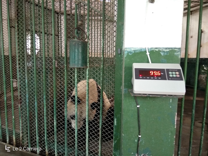 熊猫瘦成皮包骨 全球猫粉请愿接蜀兰回家养老