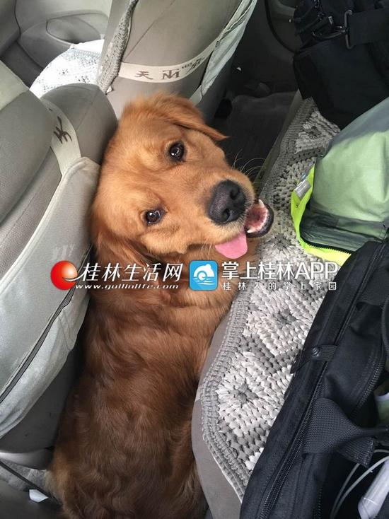 太神奇!这只走丢金毛狗狗 竟会自己