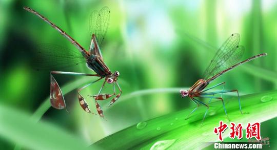 图为求偶行为复原图。 南古所 制图