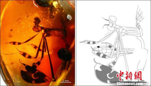 图为黄氏憶人扇蟌。 南古所 制图