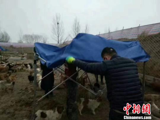 大雪过后内蒙古3000只流浪狗睡泥塘网友开展营救