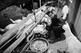 5旬男子街头牵羊卖奶 为患尿毒症妻筹钱看病