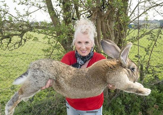 名贵巨兔在美联航托运途中死亡 有望成世界最大兔