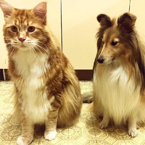 �Ĵ����ǡ�����è���峤1��2����Ƽ���˹�����¼