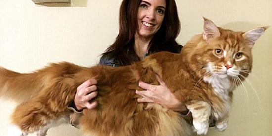 �Ĵ����ǡ�����è���峤1��2����Ƽ���˹�����¼