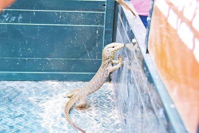 ��Ĳһ����԰�����ϼ������� ������̥�������й�