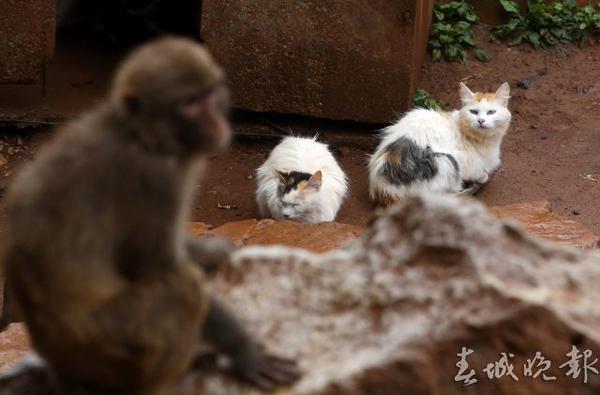 昆明动物园猴山现鼠患 工作人员请7只猫当保