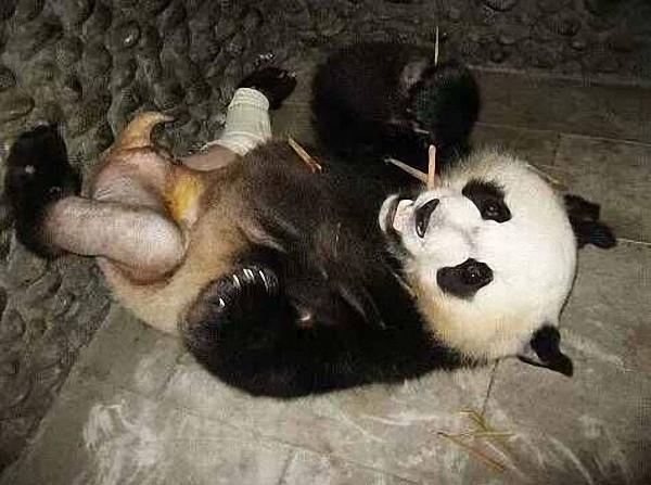 ����è�����ѿ��ӡ��ձ��죺�·�����ǰ ���Ⱥ�ܹ��۱���ë