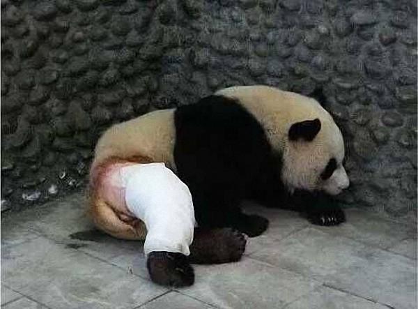 ����è�����ѿ��ӡ��ձ��죺�·�����ǰ ���Ⱥ�ܹ��۱���ë