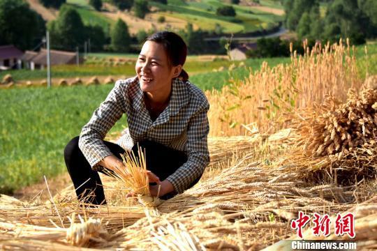 甘肃渭水河畔 90后女麦客高温下作业