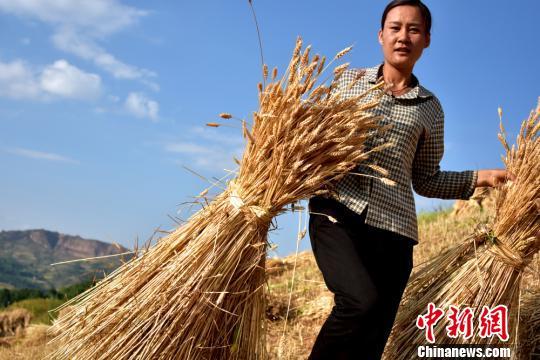 甘肃渭水河畔 “90后”女麦客高温下作业