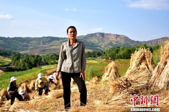 甘肃渭水河畔 90后女麦客高温下作业