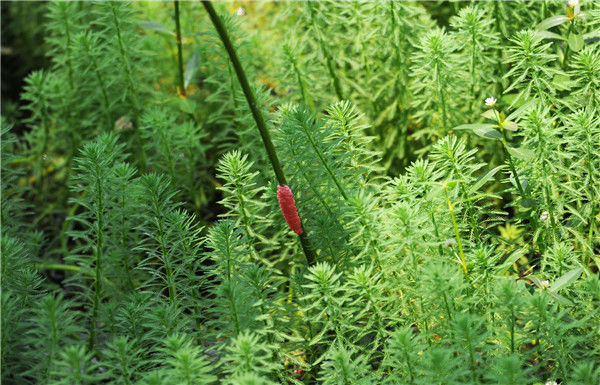 成都宽窄巷买田螺变福寿螺 食药监局介入调查