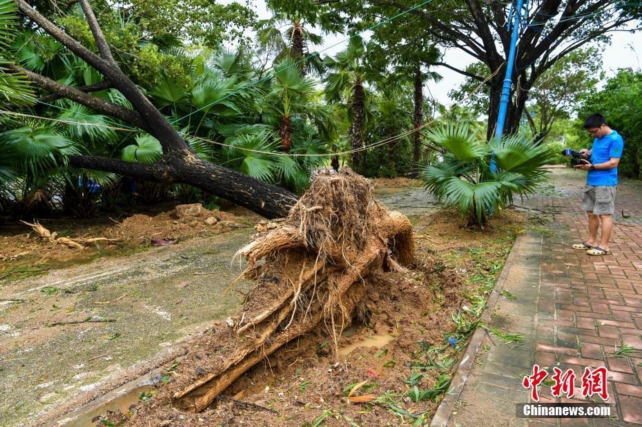 强台风"杜苏芮"擦过海南 大树被连根拔起