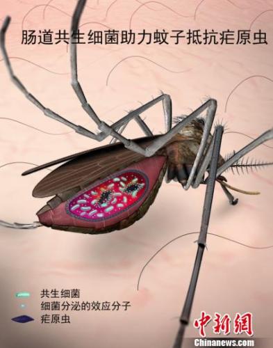 9��29�գ�����Ȩ��ѧ���ڿ�����ѧ��(Science)���߷������й���ѧԺ�Ϻ�ֲ��������̬�о������ı��о���������Լ�����ս�˹��ѧMarcelo Jacobs-Lorena�о���������о��ɹ��������ù��̳�������ϸ���������ӵֿ�űԭ�桱�����Ϻ�ֲ��������̬�о��� ��