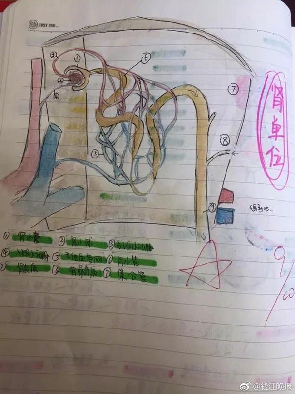 连abo血型都被整成了自带情节的连环画,主角是a,b,o,ab四个小人.