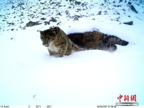 三江源地区雪豹初步估算在1000只以上