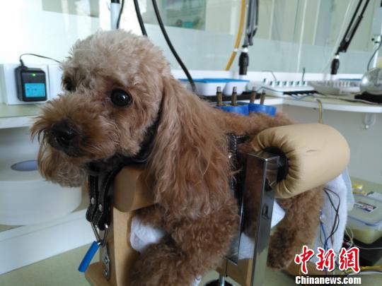 新鲜事!沈阳三甲动物医院兴起用中医给宠物理疗