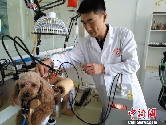 三甲动物医院:用艾灸、按摩等中医疗法为动物
